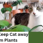 How to Keep Cats Away from Plants