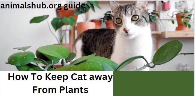 How to Keep Cats Away from Plants