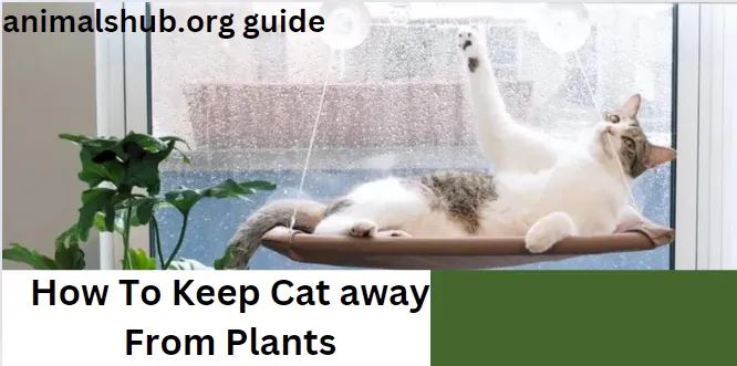 How to Keep Cats Away from Plants