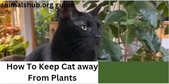 How to Keep Cats Away from Plants