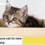 How to introduce cat to new home