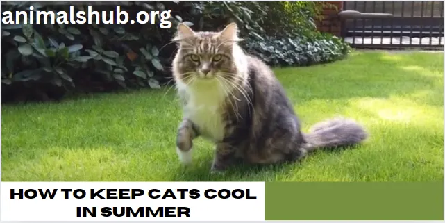 How To Keep Cats Cool In Summer 