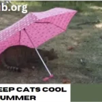 How to Keep Cats Cool in Summer – Tips and Ticks 2024