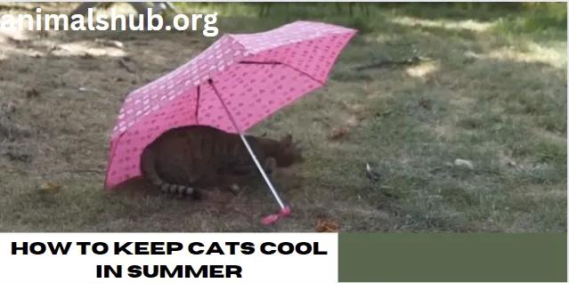 How to Keep Cats Cool in Summer – Tips and Ticks 2024