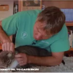 How To Apply Coconut Oil To Cats Skin