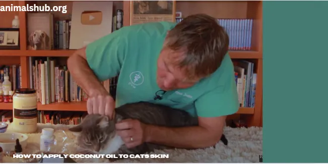 How To Apply Coconut Oil To Cats Skin