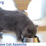 How To Increase Cat Appetite