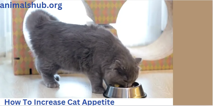 How To Increase Cat Appetite