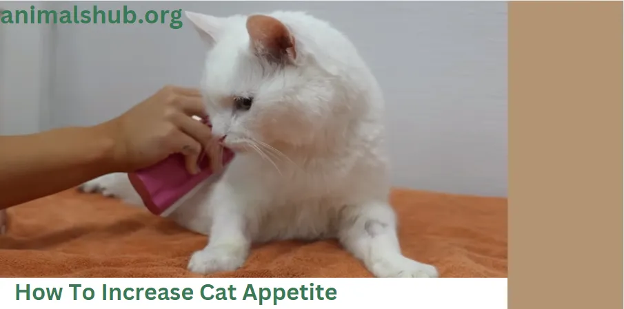 How To Increase Cat Appetite