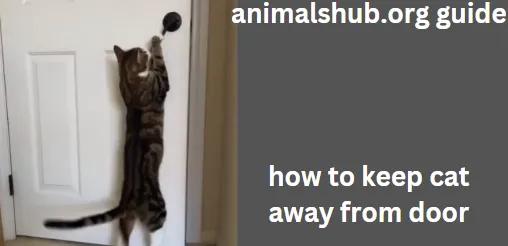 How to Stop Cats from Opening Doors