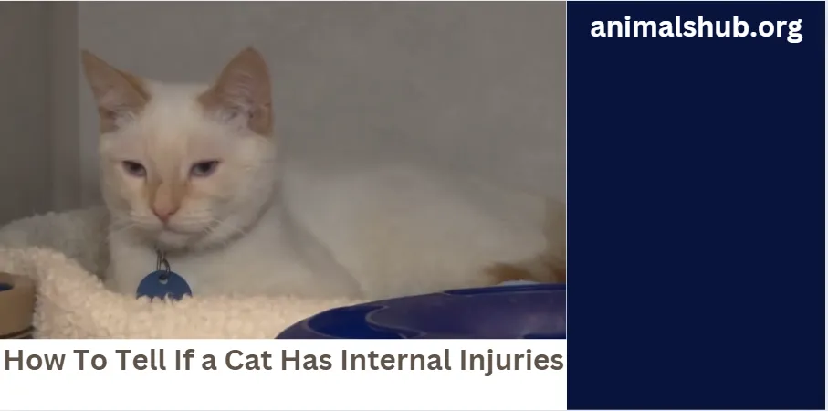 How To Tell If a Cat Has Internal Injuries 