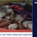 How To Tell If a Cat Has Internal Injuries