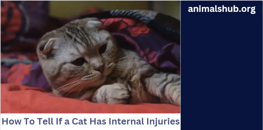 How To Tell If a Cat Has Internal Injuries