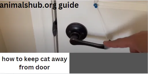 How to Stop Cats from Opening Doors