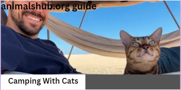 Camping With Cats