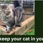 How to keep your cat in your yard