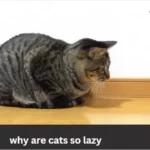 why are cats so lazy