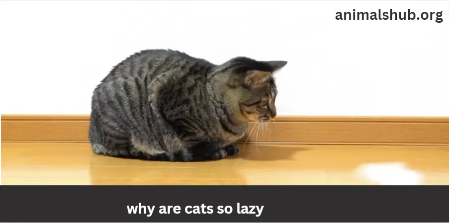 why are cats so lazy 