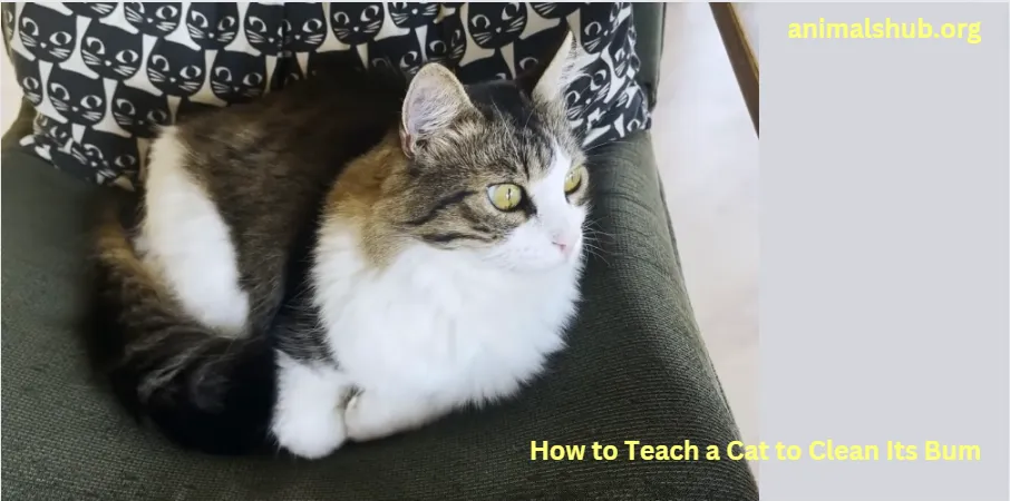 How To Teach A Cat To Clean Its Bum 