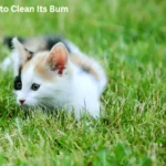 How To Teach A Cat To Clean Its Bum