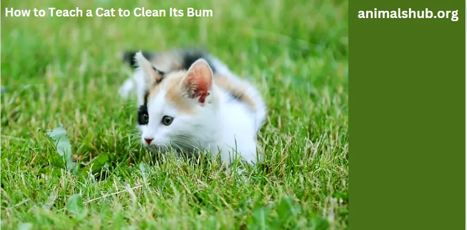 How To Teach A Cat To Clean Its Bum