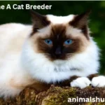 How Do I Become A Cat Breeder