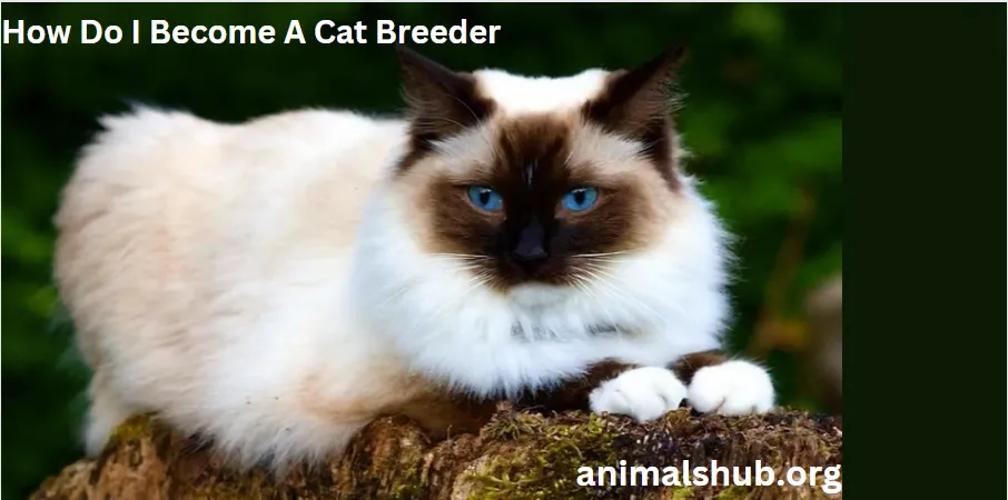 How Do I Become A Cat Breeder