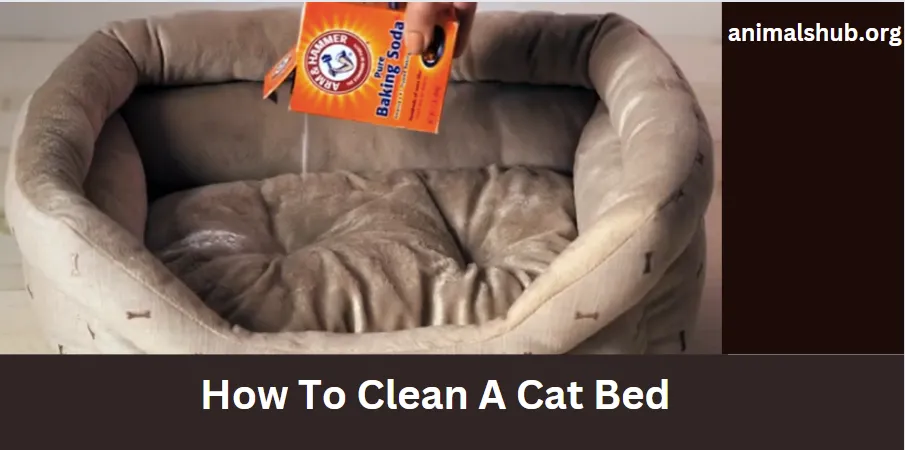 How To Clean A Cat Bed