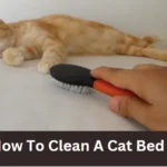 How to Clean Your Cat's Bed: 2024 Simple Tips