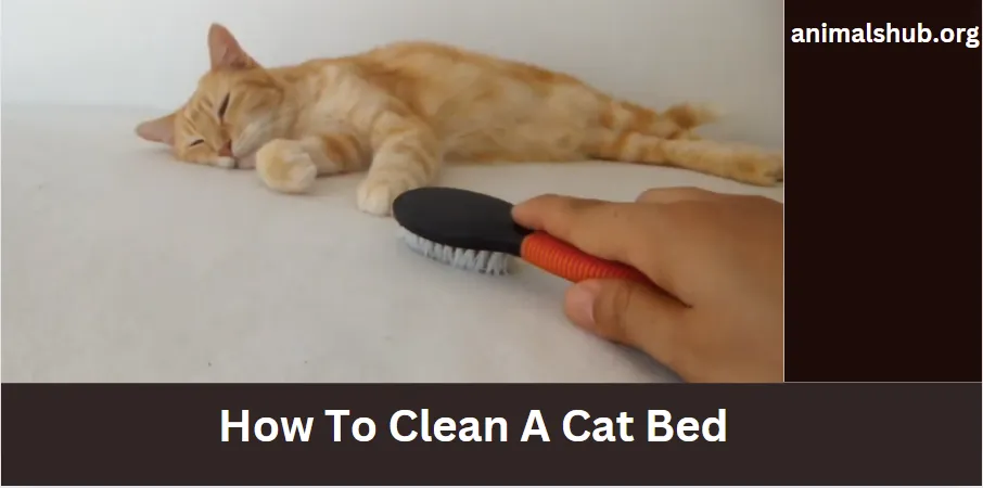 How to Clean Your Cat's Bed: 2024 Simple Tips