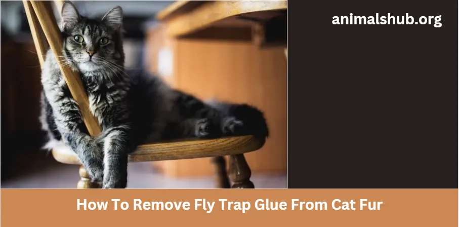 How To Remove Fly Trap Glue From Cat Fur