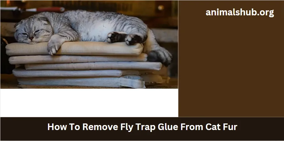 How To Remove Fly Trap Glue From Cat Fur