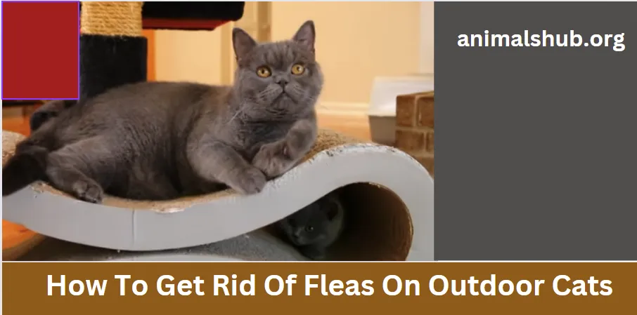 How To Get Rid Of Fleas On Outdoor Cats