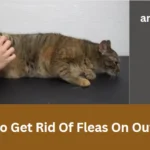 How To Get Rid Of Fleas On Outdoor Cats