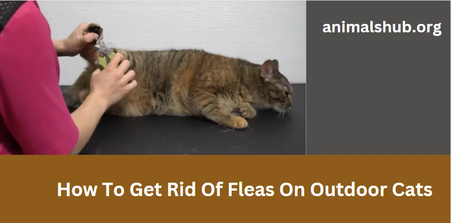 How To Get Rid Of Fleas On Outdoor Cats