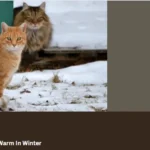 How To Keep Barn Cats Warm In Winter