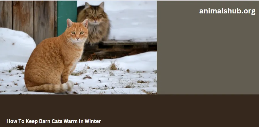 How To Keep Barn Cats Warm In Winter