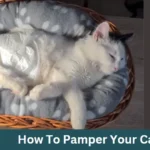 How to Pamper Your Cat