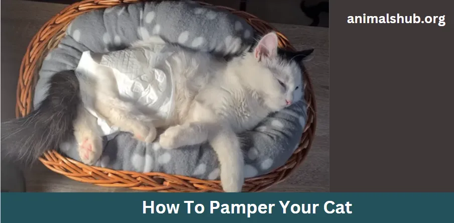 How to Pamper Your Cat