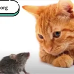 How to train Your Cat to Catch Mice - Simple Tips for Success