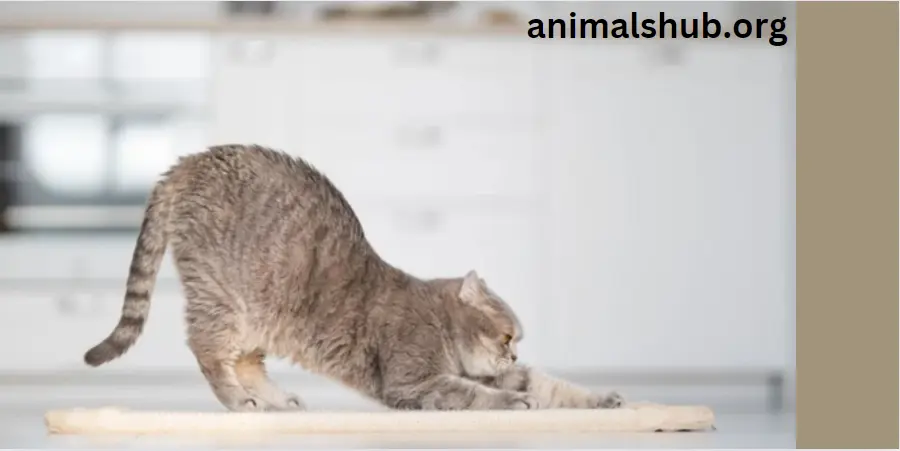 How to Stop a Cat from Scratching the Carpet