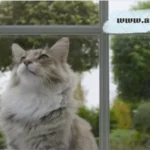 how to insulate cat flap