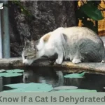 How Do You Know If a Cat Is Dehydrated