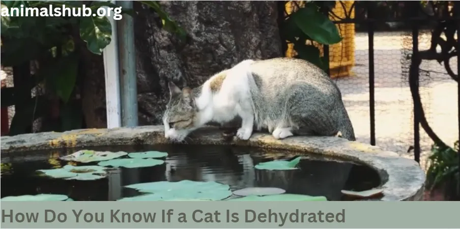 How Do You Know If a Cat Is Dehydrated