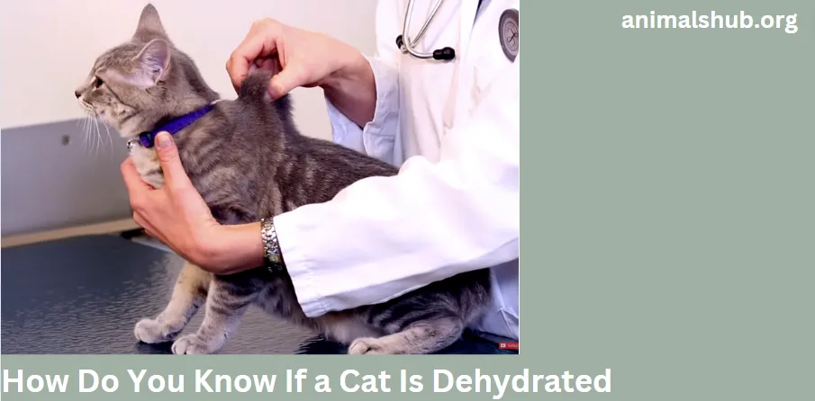 How Do You Know If a Cat Is Dehydrated