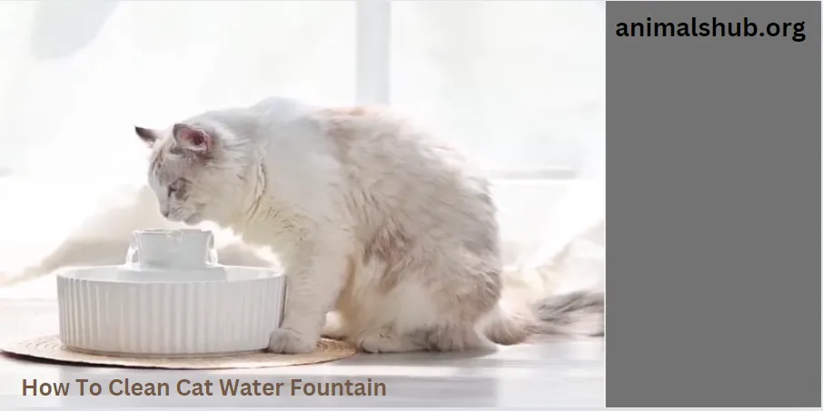 how to clean cat water fountain