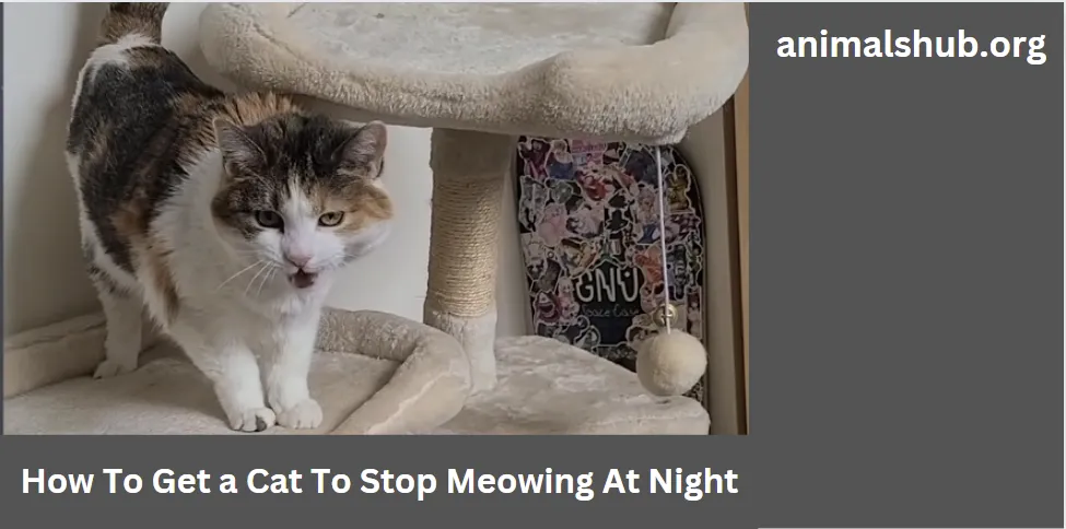 How To Get a Cat To Stop Meowing At Night 