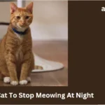 How To Get a Cat To Stop Meowing At Night