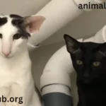 cats with large ears