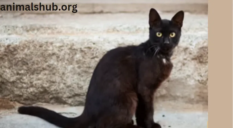 cats with large ears